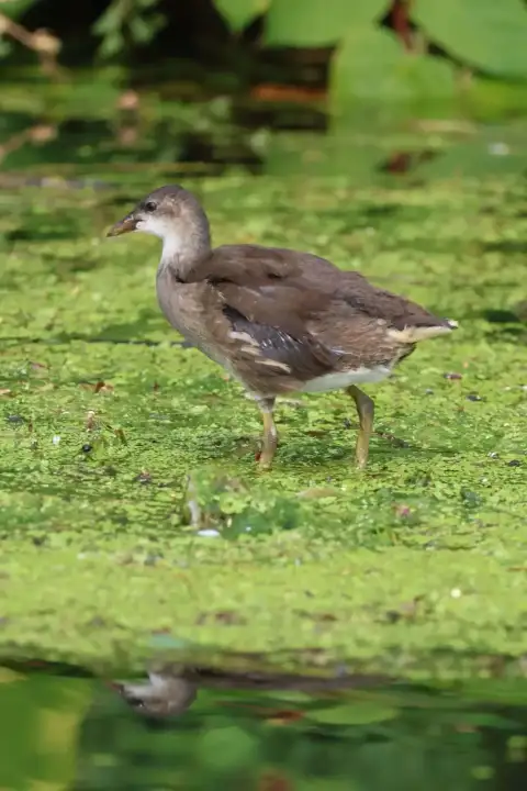 Jeune poule d'eau marchant sur un tapis de lentilles d'eau